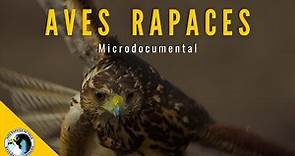 Microdocumental "Aves Rapaces" - ONG Aves Rapaces de Chile