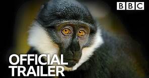 Primates: Trailer | BBC Trailers