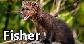 Fisher (Fisher Cat) 🦫 Interesting Facts
