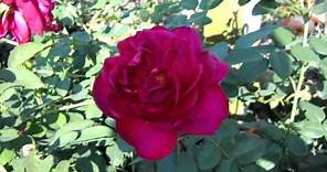 Darcey Bussell English Rose