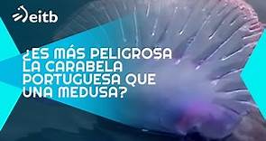 ¿Es más peligrosa la carabela portuguesa que una medusa?