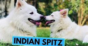 Indian Spitz - TOP 10 Interesting Facts