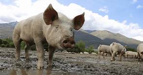 Sader informa de aumento de producción de carne de cerdo en 2% durante el 2022