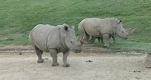 Check out the Nikita Kahn Rhino Rescue Center at San Diego Safari Park