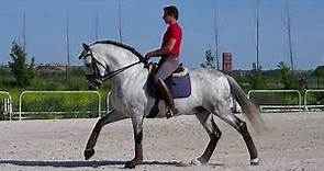 Iberian Horses - Dressage PRE and Lusitano horses