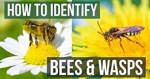 Bee or Wasp? How to Identify Bees and Wasps