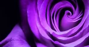 a purple rose~ the meaning of a purple rose~