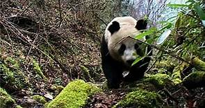 Why do panda bears eat bamboo?