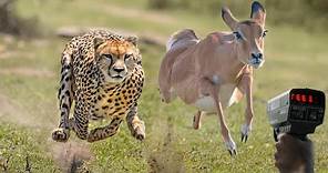 Top 10 Fastest Animal In The World!