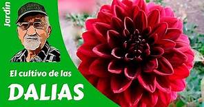𝗗𝗔𝗟𝗜𝗔𝗦: Cómo cultivar Dalias - Guía completa.