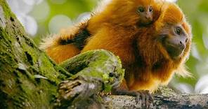 The Amazing Adaptation That Keeps Tamarin Numbers Up