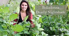 Deadly Nightshade (Atropa belladonna) growing in Ireland