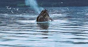 Alaska Whale Watching Guide: Best Time and Place to See Whales - Andrea Kuuipo Abroad