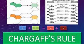 Chargaff's Rule - DNA Base Pairing Rule