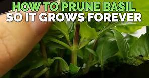 How to Prune Basil So It Grows Forever!