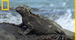 Las iguanas marinas: el único lagarto que nada en el mar | National Geographic en Español