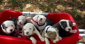 XXL Pitbull Puppies For Sale ; ManMade Kennels ; Best Dogs On Earth ; Blue Nose Pit Bull Puppies