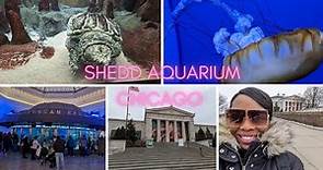 Shedd Aquarium - Chicago