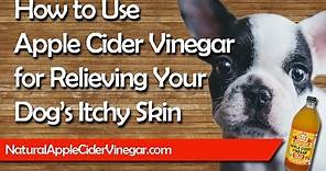 Apple Cider Vinegar Itchy Dog’s Skin - Natural Holistic Treatment