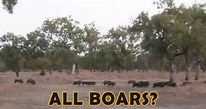 15 BOARS in 1 mob. PIG HUNTING IN AUSTRALIA
