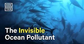 How Noise Pollution Affects Marine Life