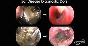 Ear Disease in Dogs & Cats: Exam & Diagnostic Do's - An Overview