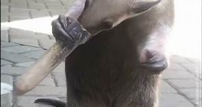 Isla the Anteater Shows Off Long Tongue | NowThis