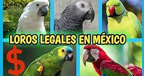 LOROS LEGALES en MÉXICO | Compra de Loros - 25 especies legales