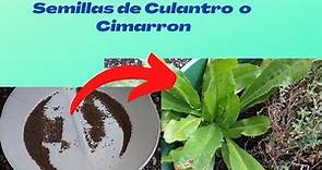 Como Obtener Semillas Del Culantro o Cimarrón //How to Get Cilantro or Cimarrón Seeds