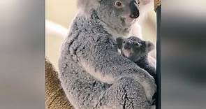 Adorable Baby Koala Emerges From Mother's Pouch For The First Time