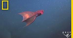 Vampire Squid Turns Itself "Inside Out" | National Geographic