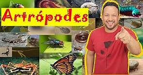 Artrópodes - Filo Arthropoda - Características Gerais - Invertebrados - Zoologia