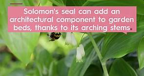 How to Plant and Grow Solomon's Seal