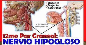 🥇 12mo Par Craneal - NERVIO HIPOGLOSO - (Origen, Trayecto y Ramas) ¡Explicación Sencilla!
