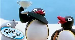 Pingu And His Friends Win A Trophy! @Pingu | Cartoons for Kids