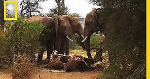 Rare Footage: Wild Elephants “Mourn” Their Dead | National Geographic