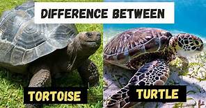 Whats The Similarities and Differences Between a Turtle and a Tortoise - Learning Video