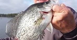 The BEST Crappie Fishing Tips! Lake Murvaul!
