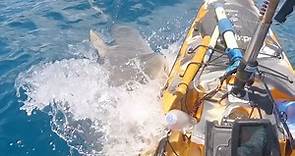 Watch: Shark comes out of nowhere and rams kayaker