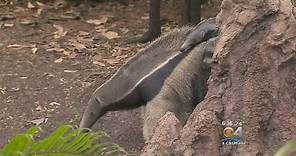 First Giant Anteater Born At Zoo Miami Makes Public Debut