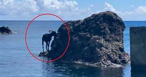 吃到忘我的蘭嶼羊受困礁岩 遊客：飄「羊」過海嗎？ | 聯合新聞網