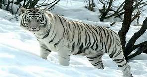 Snow tigers I Animal beautiful and fascinating I National Geographic