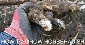How To Grow Horseradish