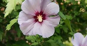 Use Rose of Sharon for Late-Summer Color