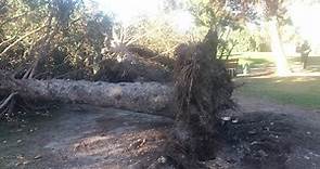 Mark Johnson - 3 huge pines at the #13 tee box at the...