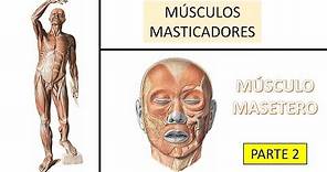 Músculo masetero | BiologiaXXI