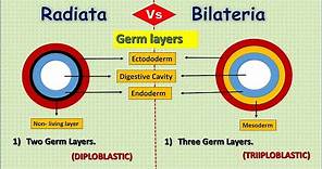 Difference Between Grade Radiata And Bilateria | Kingdom animalia.