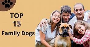 Top 15 family dog breeds in the world || 15 family dog || Top 2024