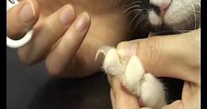 Trimming a cat's claws