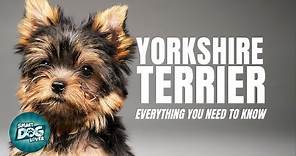Yorkshire Terrier Dogs 101| Everything You Need To Know